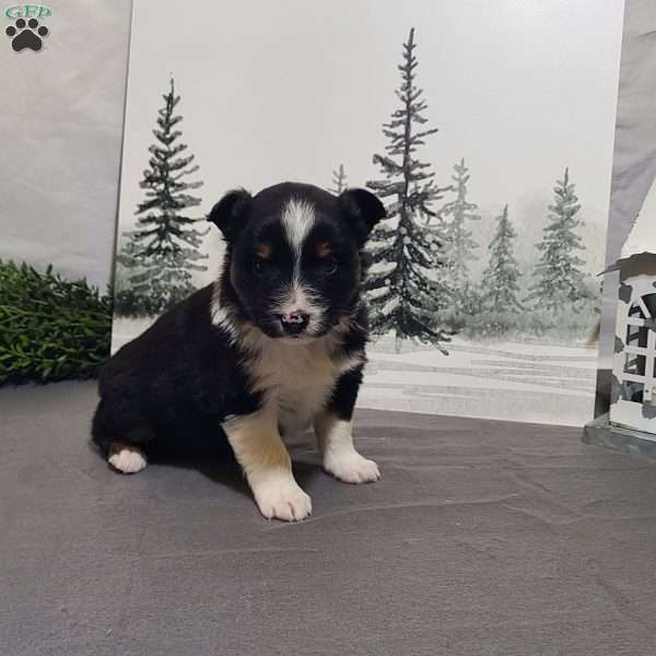 Annie, Miniature Australian Shepherd Puppy