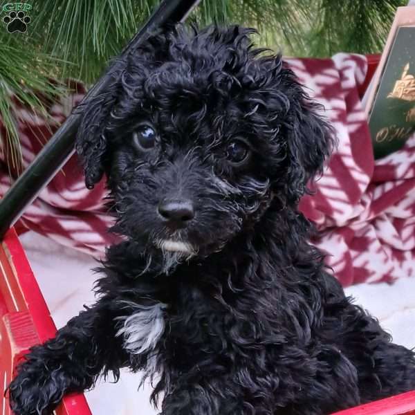 Starlight, Toy Poodle Puppy