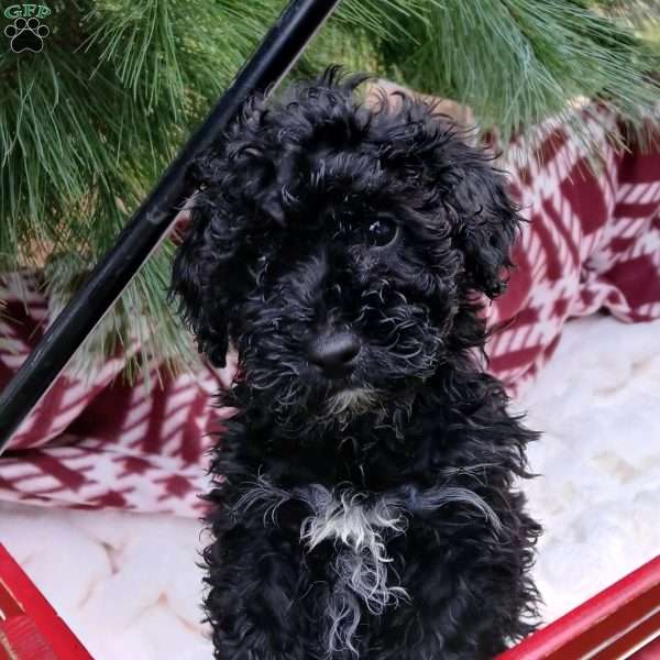 Snowflake, Toy Poodle Puppy