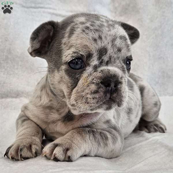 Jacqueline, French Bulldog Puppy