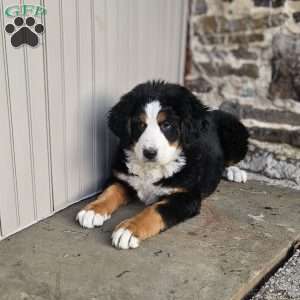 Carly, Bernese Mountain Dog Puppy