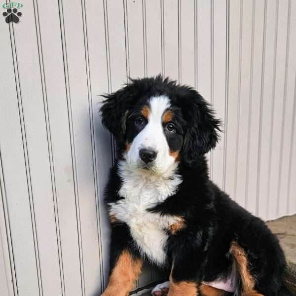 Carly, Bernese Mountain Dog Puppy
