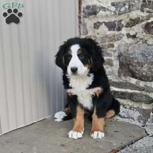 Carly, Bernese Mountain Dog Puppy