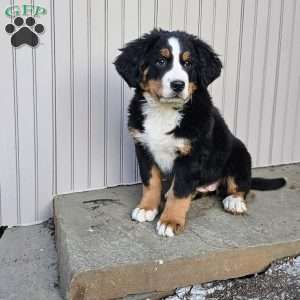 Carrie, Bernese Mountain Dog Puppy