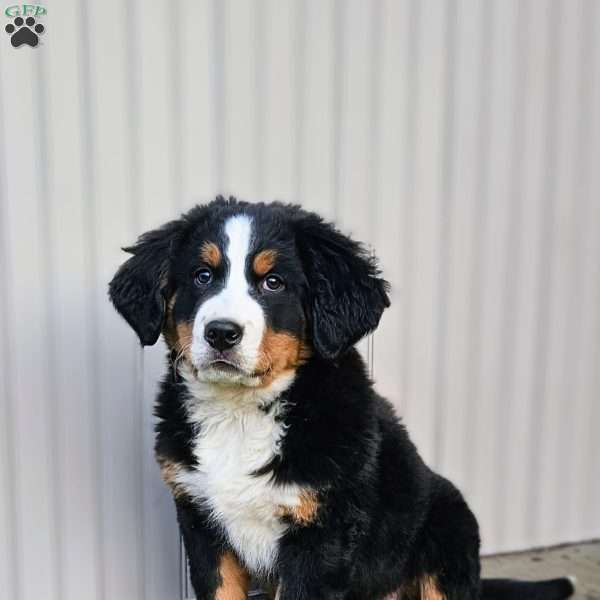 Carrie, Bernese Mountain Dog Puppy