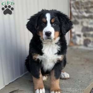 Carrie, Bernese Mountain Dog Puppy