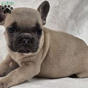 Taylor, French Bulldog Puppy