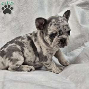 Jacqueline, French Bulldog Puppy