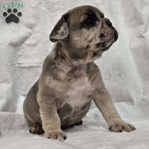 Madison, French Bulldog Puppy