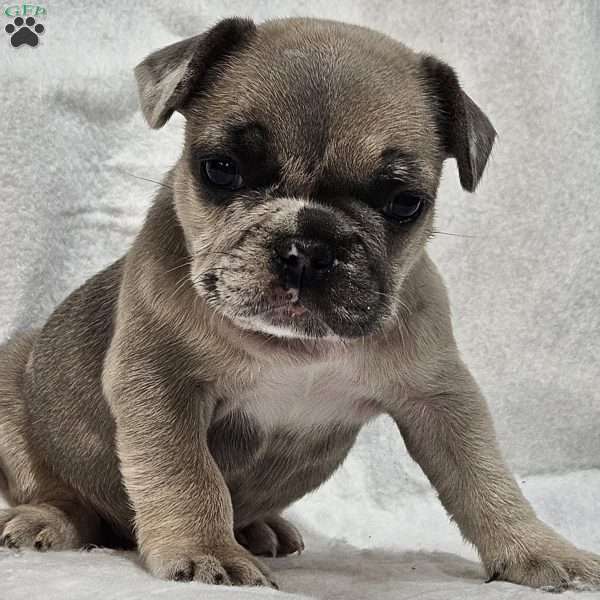 Madison, French Bulldog Puppy
