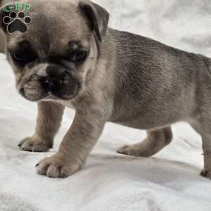 Madison, French Bulldog Puppy