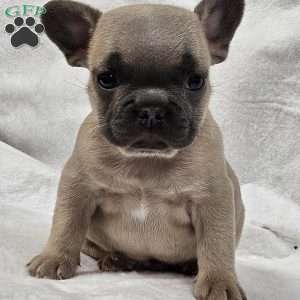 Taylor, French Bulldog Puppy