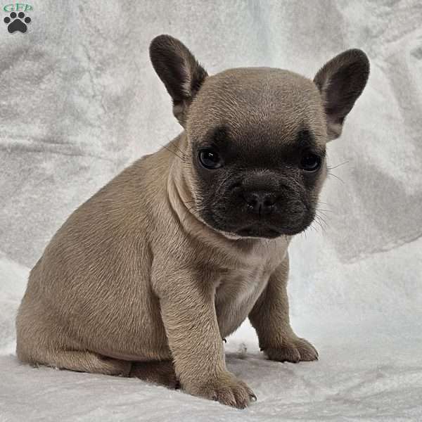 Taylor, French Bulldog Puppy