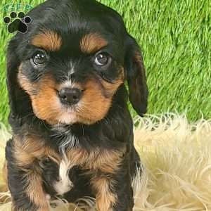 SPARKLE, Cavalier King Charles Spaniel Puppy