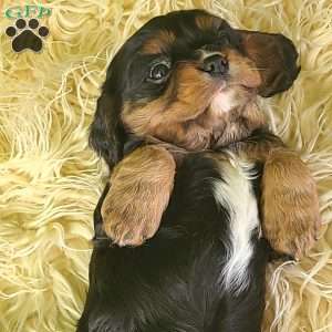 SPARKLE, Cavalier King Charles Spaniel Puppy