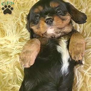SPARKLE, Cavalier King Charles Spaniel Puppy