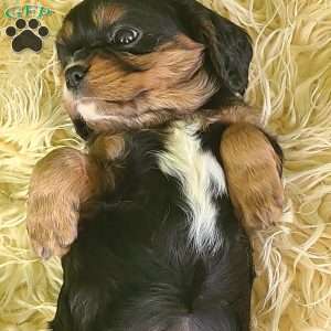 SPARKLE, Cavalier King Charles Spaniel Puppy