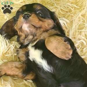 SPARKLE, Cavalier King Charles Spaniel Puppy