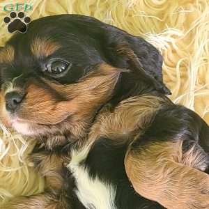 SPARKLE, Cavalier King Charles Spaniel Puppy
