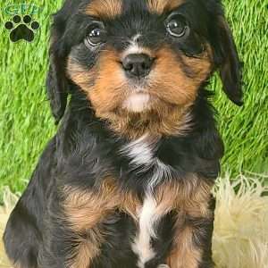 SPARKLE, Cavalier King Charles Spaniel Puppy