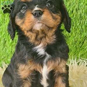 SPARKLE, Cavalier King Charles Spaniel Puppy