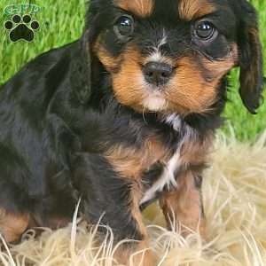 SPARKLE, Cavalier King Charles Spaniel Puppy