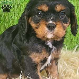 SPARKLE, Cavalier King Charles Spaniel Puppy