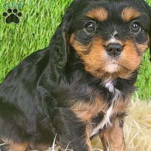 SPARKLE, Cavalier King Charles Spaniel Puppy