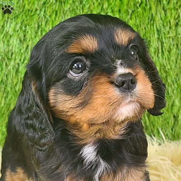 SPARKLE, Cavalier King Charles Spaniel Puppy