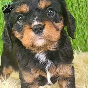 SPARKLE, Cavalier King Charles Spaniel Puppy