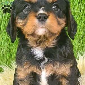 SPARKLE, Cavalier King Charles Spaniel Puppy