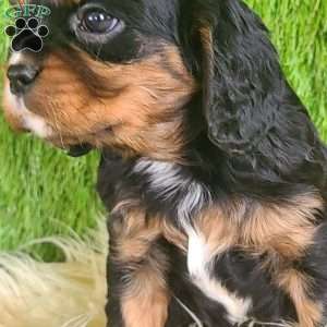 SPARKLE, Cavalier King Charles Spaniel Puppy