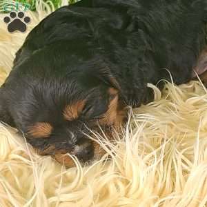 SPARKLE, Cavalier King Charles Spaniel Puppy