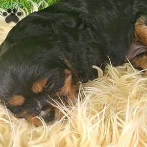 SPARKLE, Cavalier King Charles Spaniel Puppy