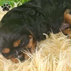 SPARKLE, Cavalier King Charles Spaniel Puppy