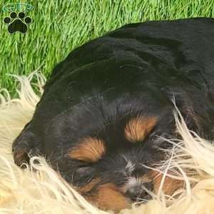 SPARKLE, Cavalier King Charles Spaniel Puppy