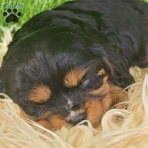 SPARKLE, Cavalier King Charles Spaniel Puppy