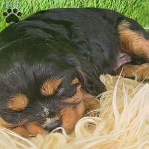 SPARKLE, Cavalier King Charles Spaniel Puppy