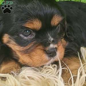 SPARKLE, Cavalier King Charles Spaniel Puppy