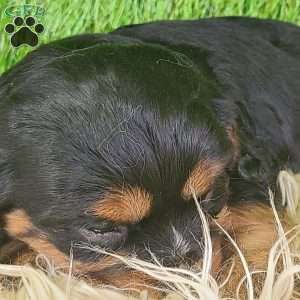 SPARKLE, Cavalier King Charles Spaniel Puppy