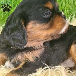 COOKIE, Cavalier King Charles Spaniel Puppy