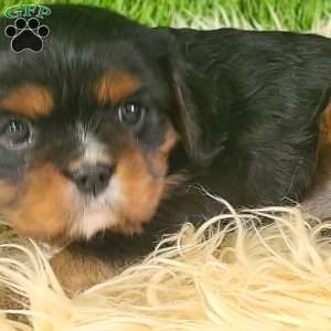 COOKIE, Cavalier King Charles Spaniel Puppy