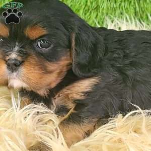 COOKIE, Cavalier King Charles Spaniel Puppy