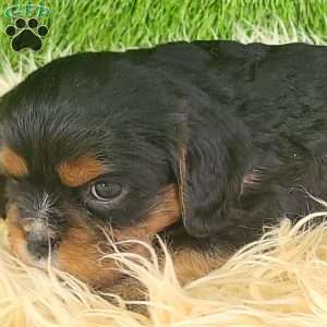 COOKIE, Cavalier King Charles Spaniel Puppy