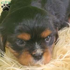 COOKIE, Cavalier King Charles Spaniel Puppy
