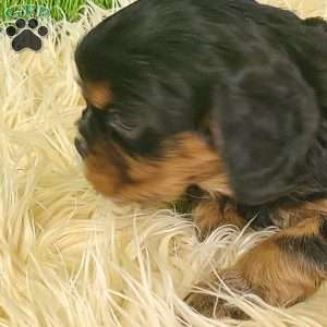 COOKIE, Cavalier King Charles Spaniel Puppy