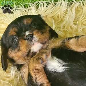 COOKIE, Cavalier King Charles Spaniel Puppy