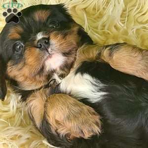 COOKIE, Cavalier King Charles Spaniel Puppy