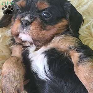 COOKIE, Cavalier King Charles Spaniel Puppy