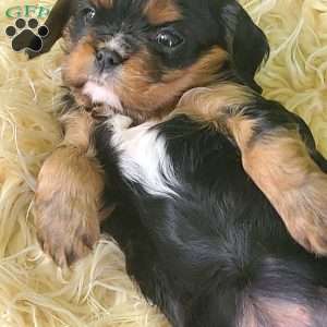 COOKIE, Cavalier King Charles Spaniel Puppy